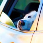 Ways To Keep Dog Hair Out of Your Vehicle