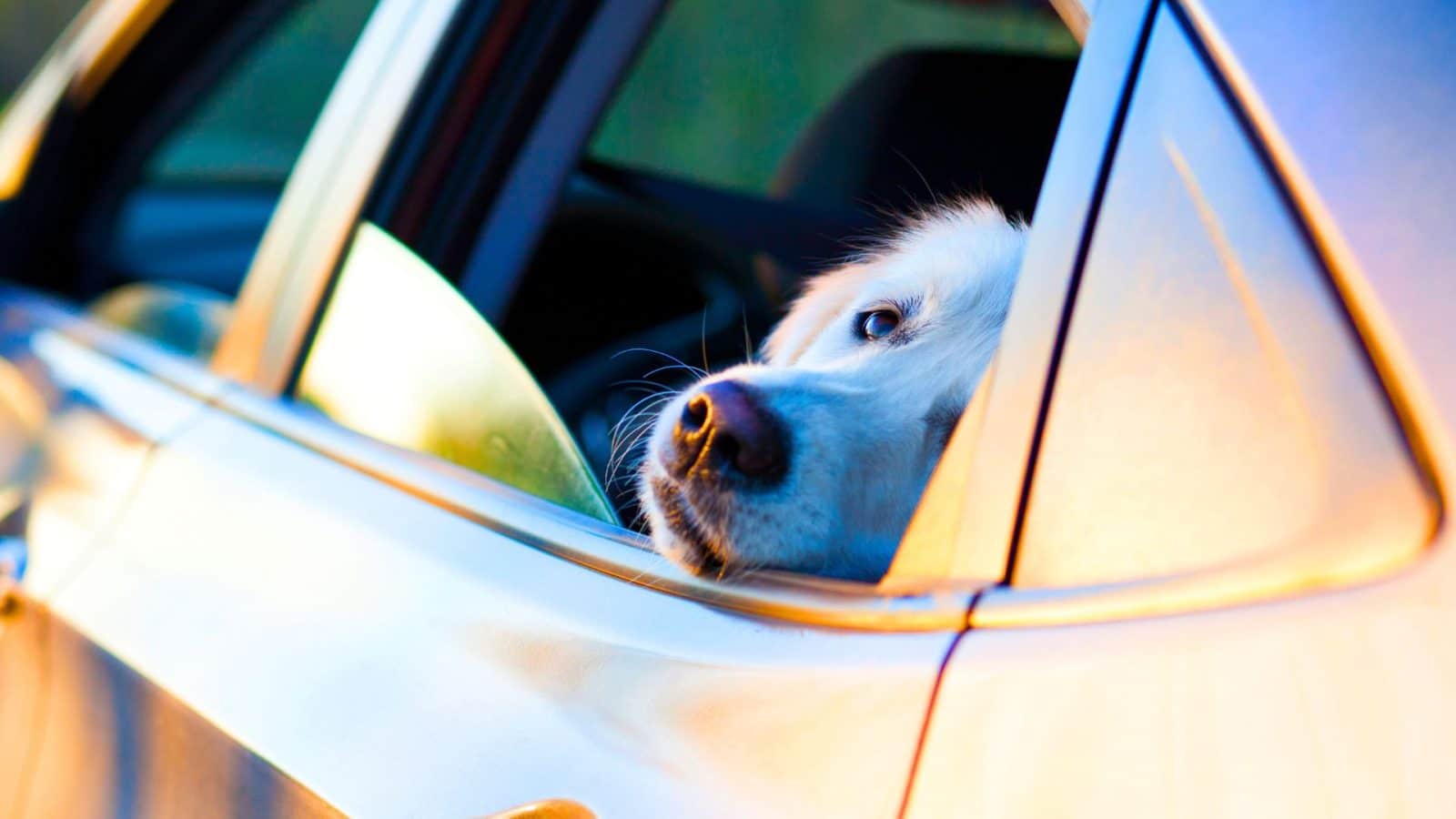 Ways To Keep Dog Hair Out of Your Vehicle